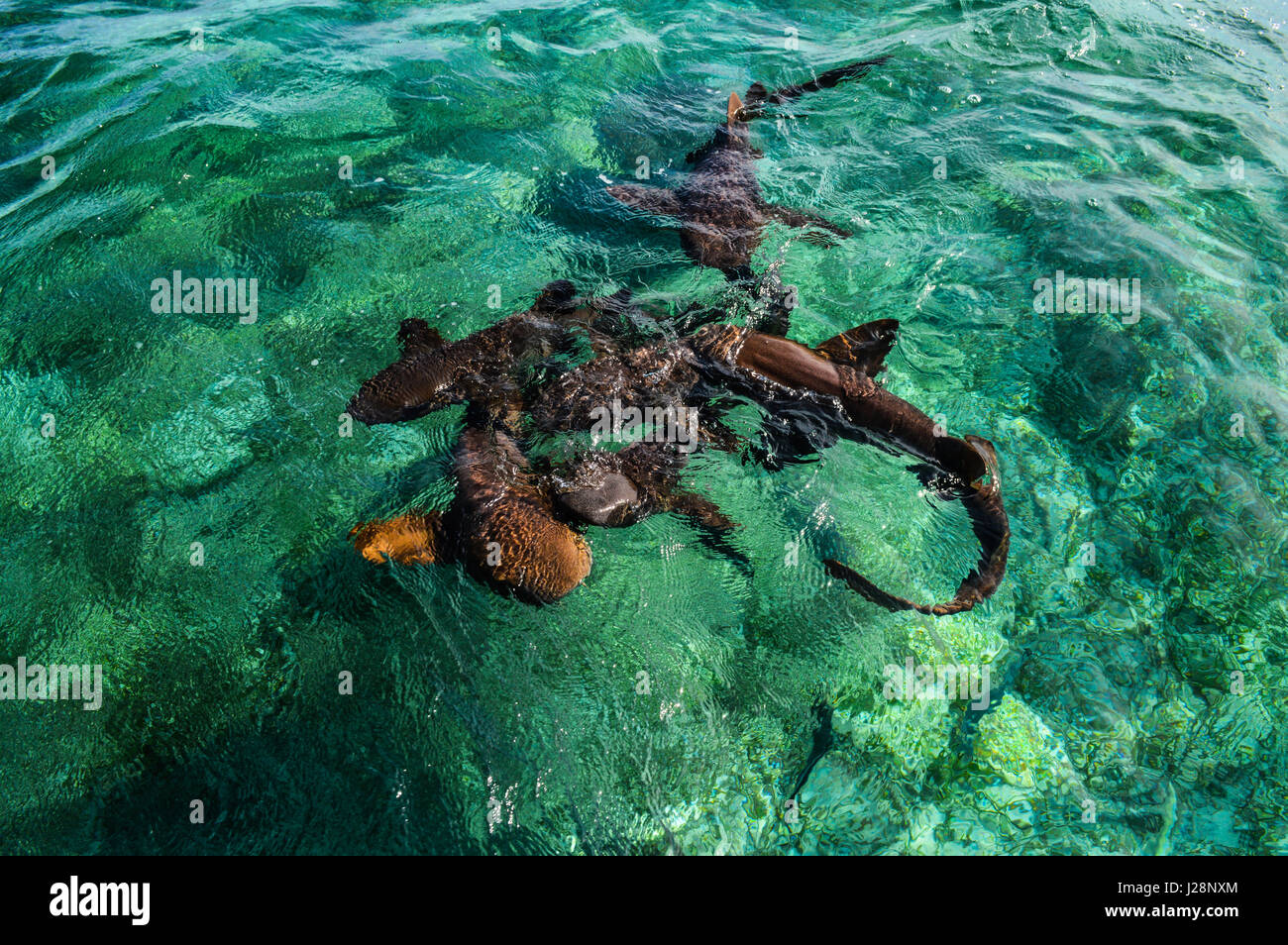 Krankenschwester Haie treffen in Erwartung der Köder am Shark Ray Alley von Caye Caulker Insel in Belize, Caribbean Stockfoto