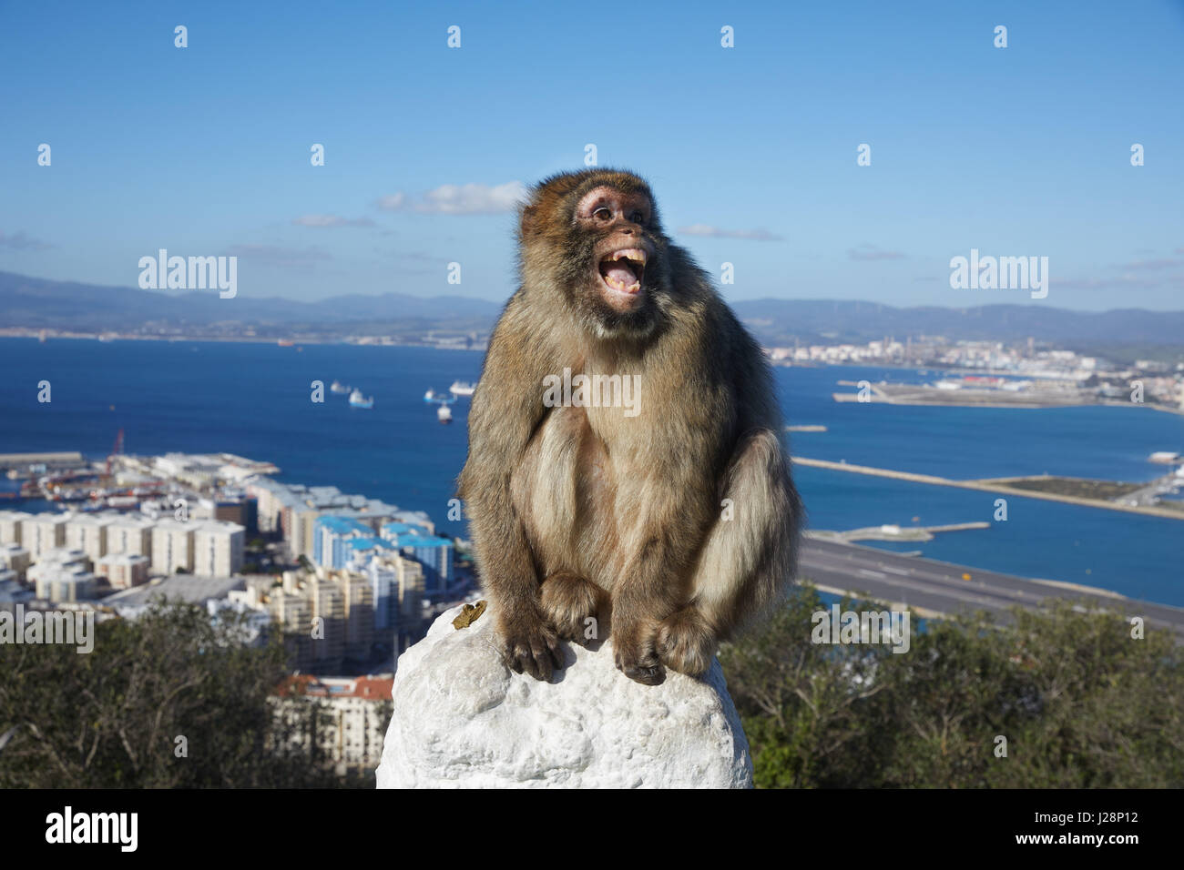 Gibraltar Affenfelsen Einen Berber Affen Sitzt Bedrohlich Mit Seinem Mund Weit Offen Auf Einem Gelander Dahinter Die Meer Schlucht Von Gibraltar Mit Dem Flughafen Ein Stockfotografie Alamy