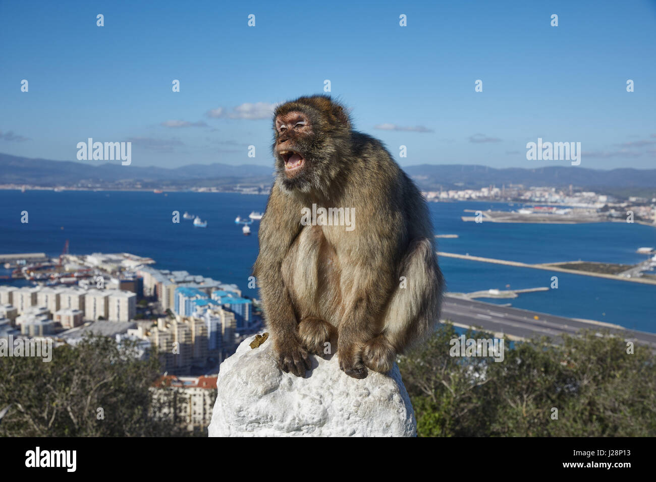 Gibraltar, Affenfelsen, einen Berber-Affen sitzt bedrohlich, mit seinem Mund weit offen auf einem Geländer, dahinter die Meer Schlucht von Gibraltar mit dem Flughafen ein Stockfoto