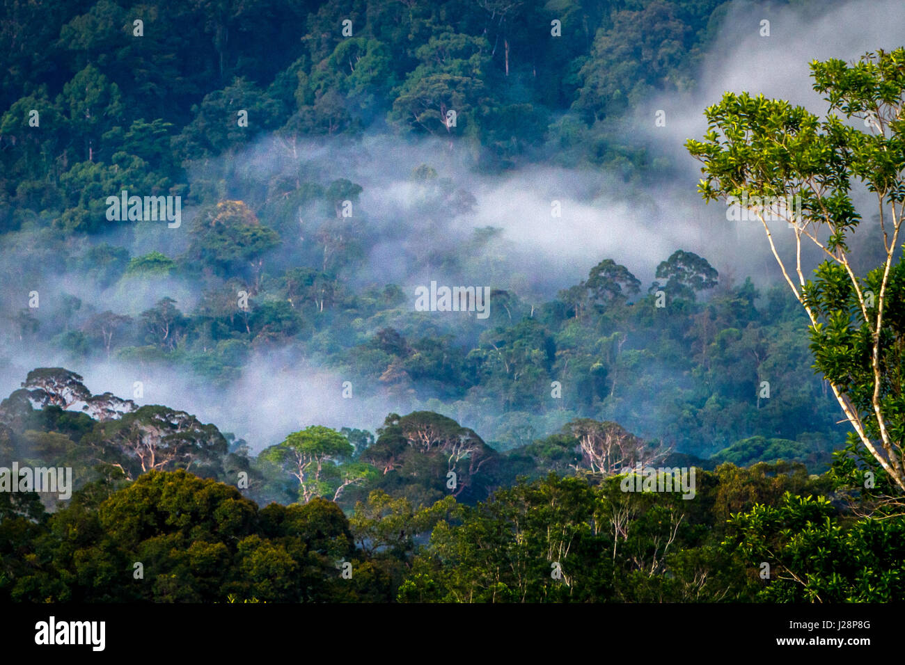 Die Baumkronen des tropischen Regenwaldes sind vom Dorf Nanga Raun in Kapuas Hulu, West Kalimantan, Indonesien, aus zu sehen. Stockfoto