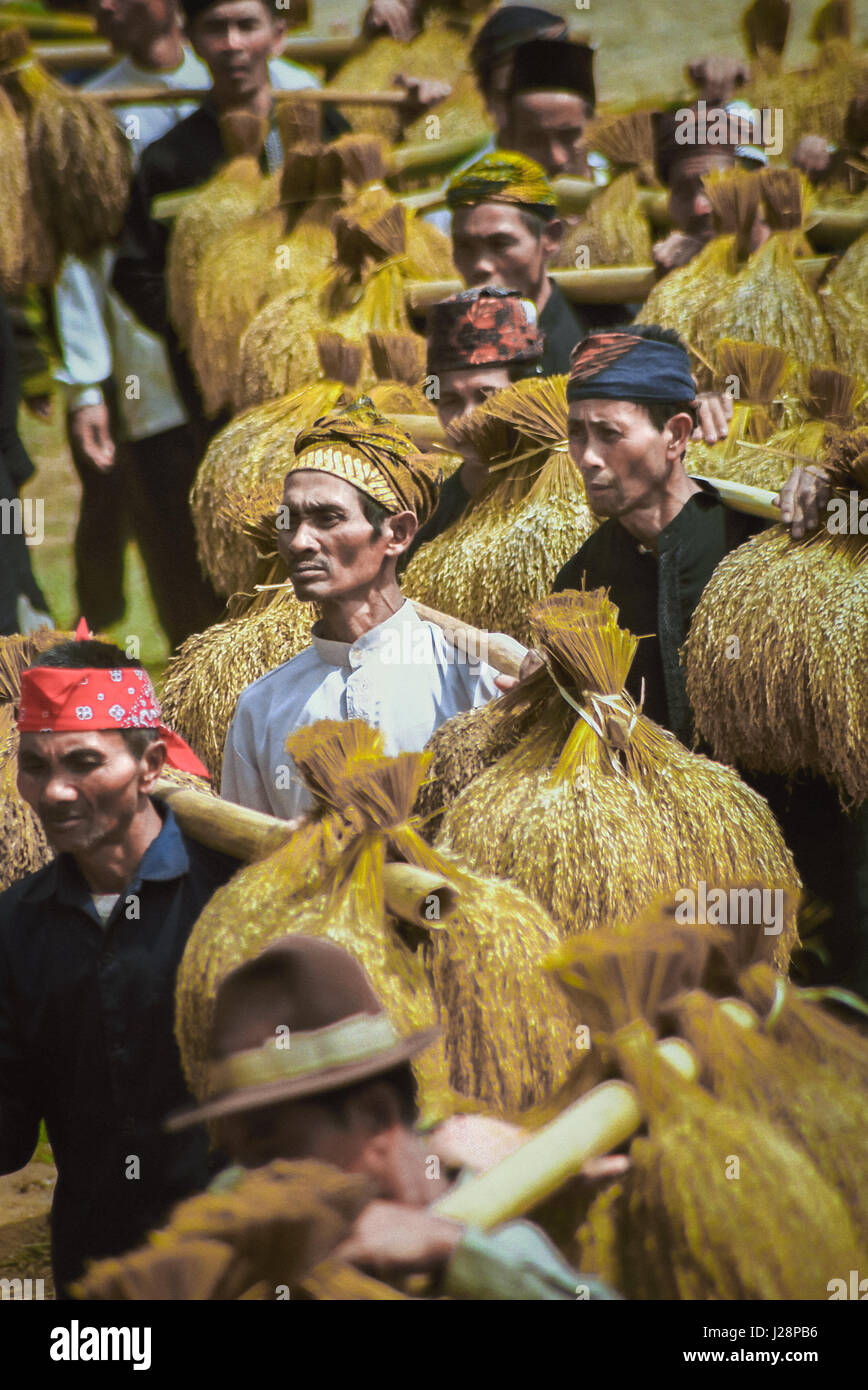 Die Ältesten der traditionellen Gemeinde, die während des jährlichen Erntedanksgiving-Festivals in Indonesien Reistropfen mit sich führen. Stockfoto