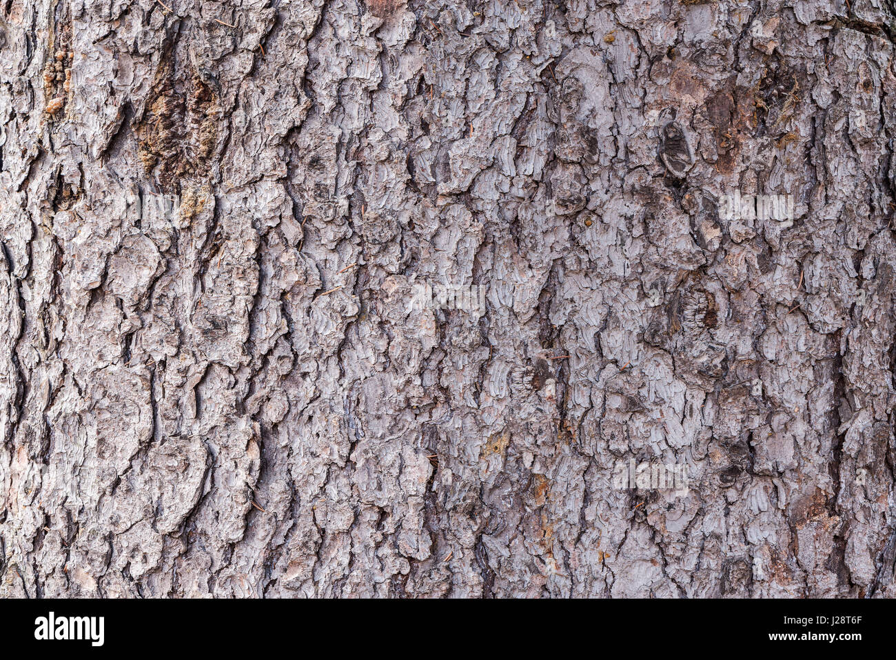 Baum-Rinde-Textur. Oberfläche des alten Baumstammes. Stockfoto