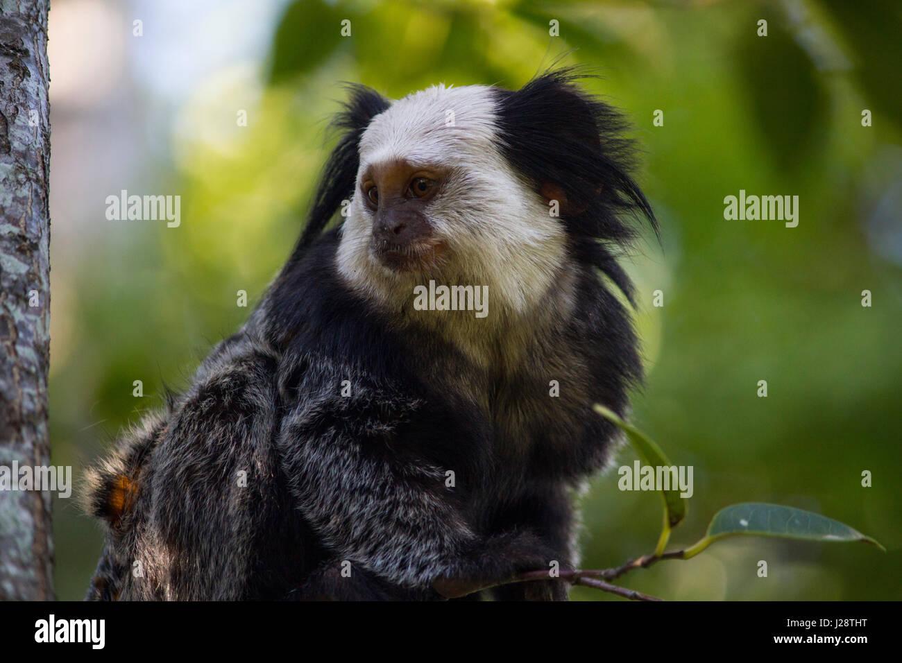 Wild White Marmoset Gesicht Nahaufnahme Stockfoto