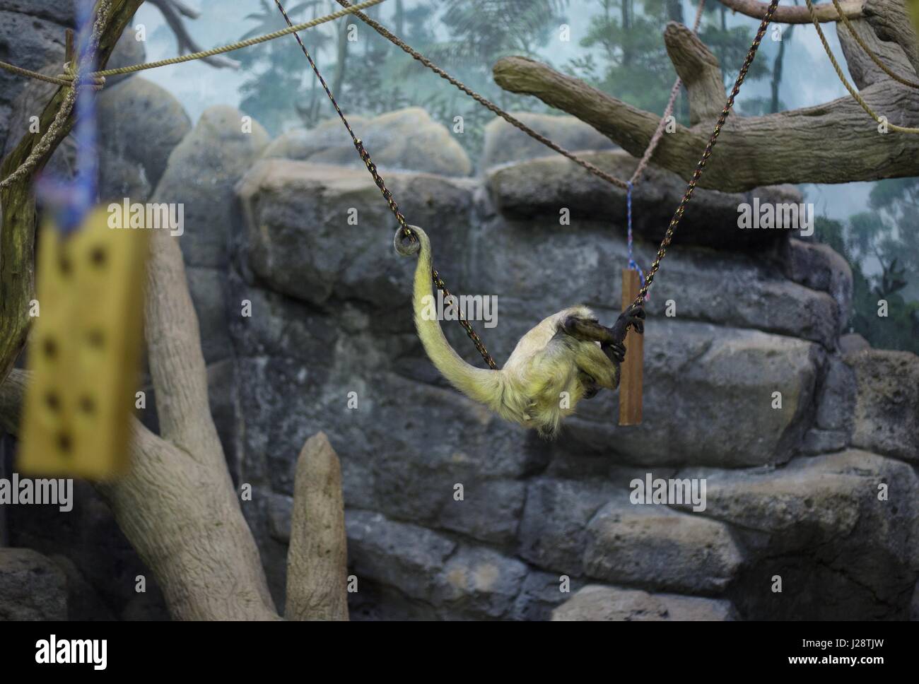 Ein Klammeraffe an Como Zoo in St. Paul, Minnesota, USA. Stockfoto