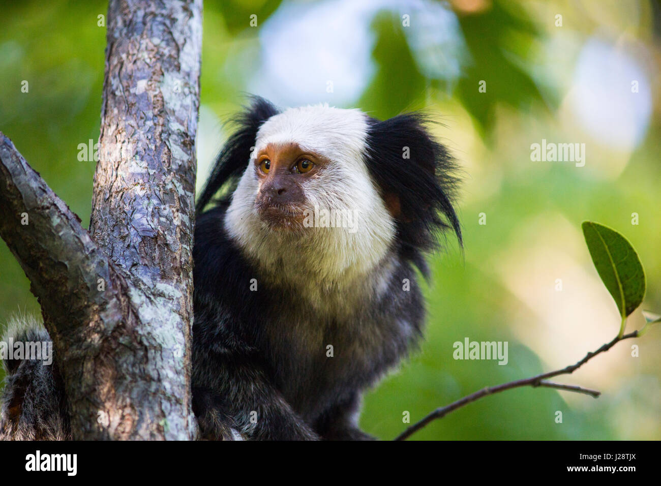 Wild White Marmoset Gesicht Nahaufnahme Stockfoto