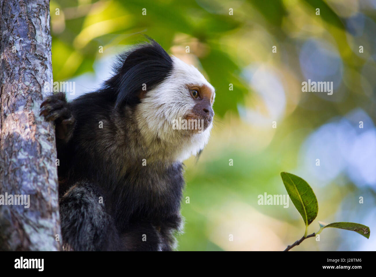 Wild White Marmoset Gesicht Nahaufnahme Stockfoto