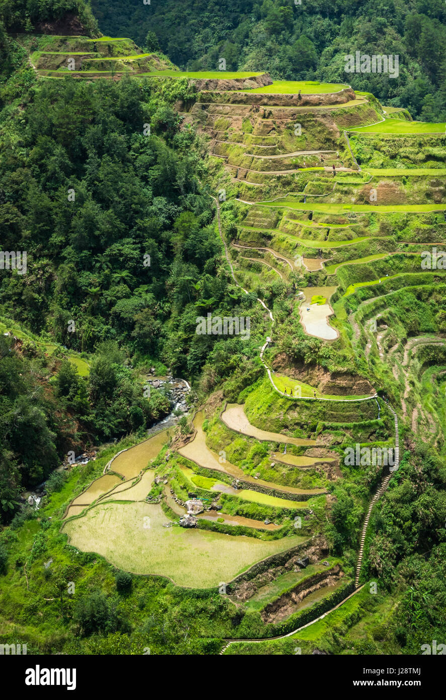Banaue Reis-Terrassen, Philippinen. Stockfoto