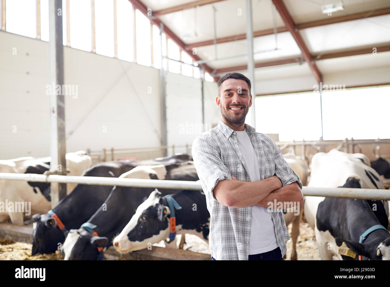Mann oder Bauer mit Kühen im Stall auf Milchviehbetrieb Stockfoto