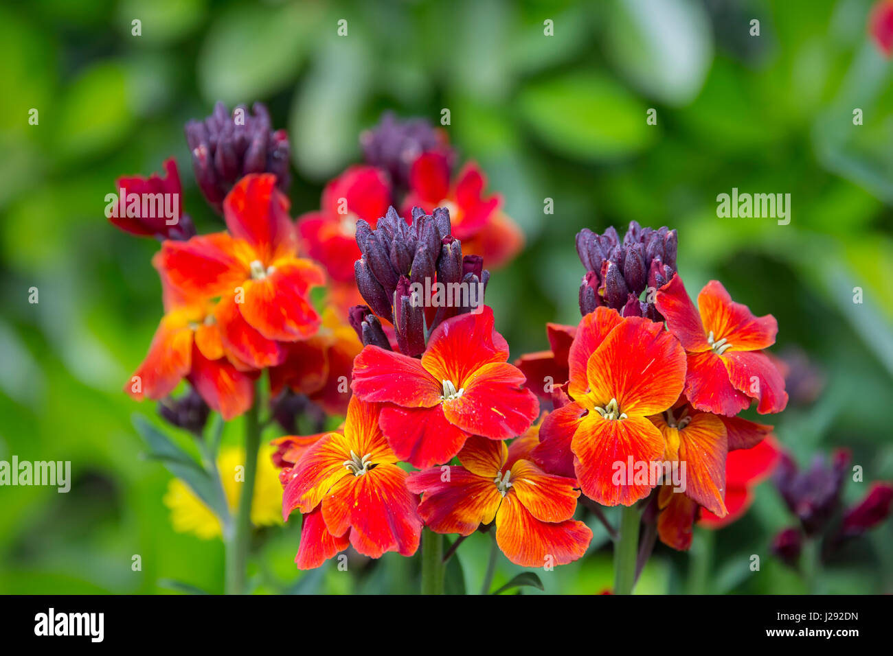 Die bunten Frühlingsblumen der Wegrauke Cheiri (Zonen) auch bekannt als das Mauerblümchen. Stockfoto