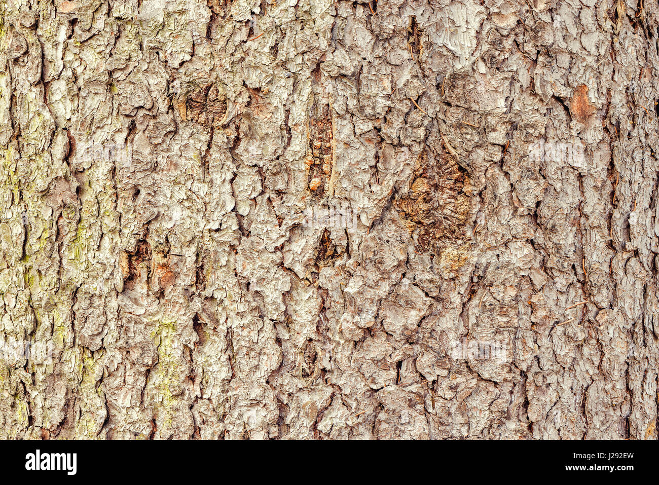 Baum-Rinde-Textur. Oberfläche des alten Baumstammes. Stockfoto