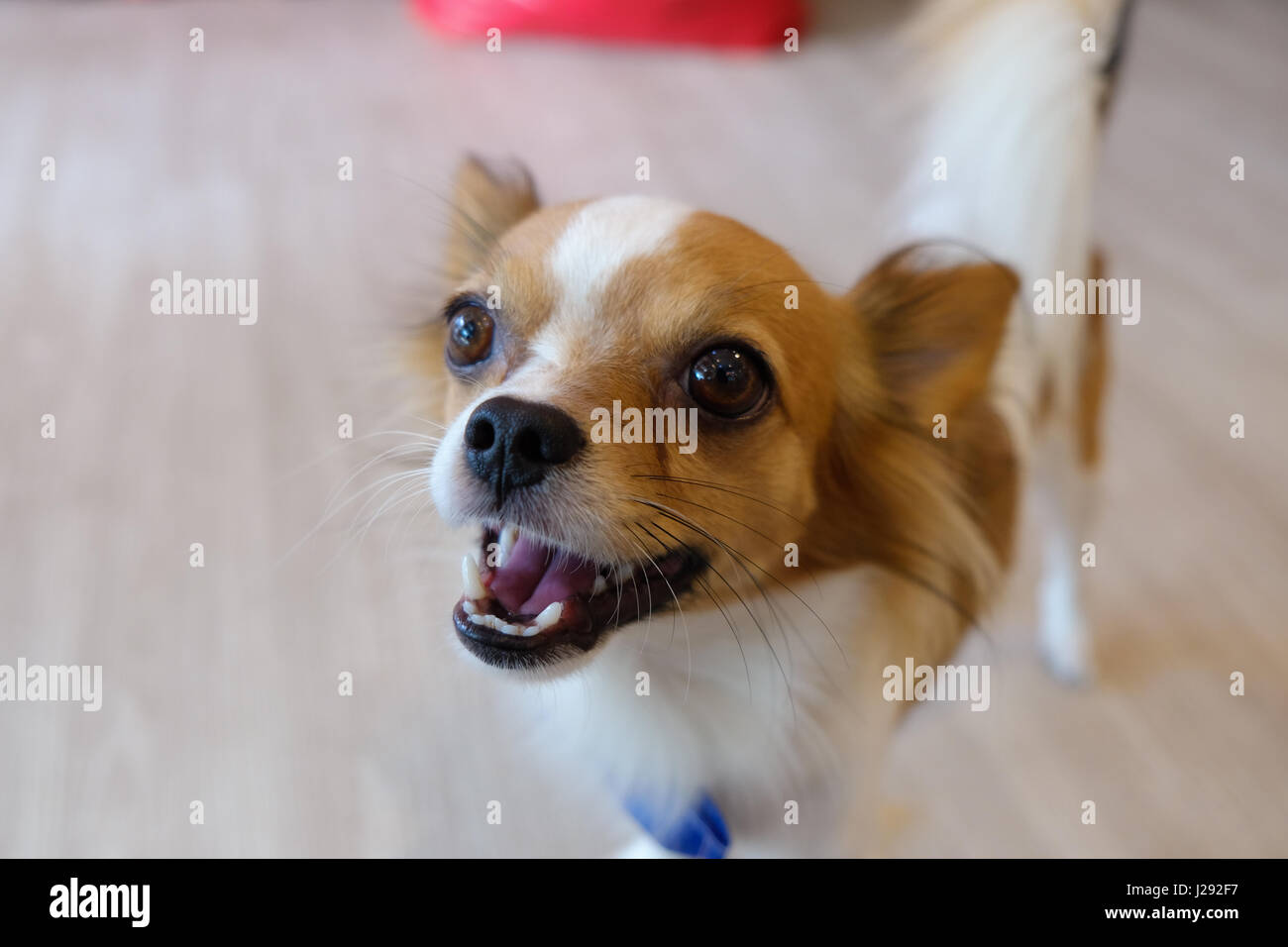 Thailand Hund suchen eine Hoffnung - (Tiefenschärfe) Stockfoto