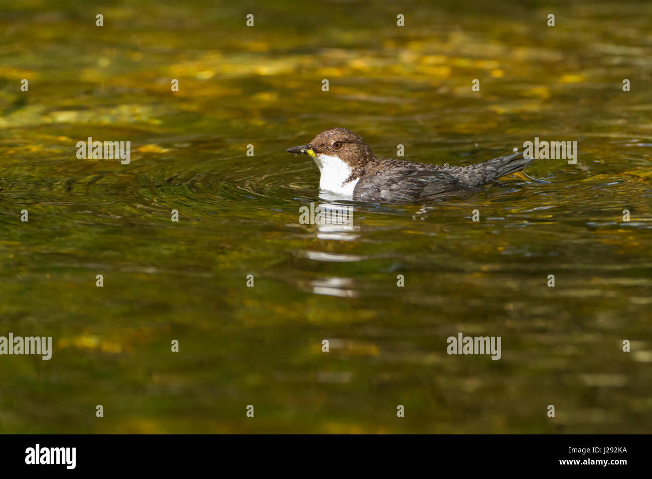 Dipper Erwachsenen Schwimmen im goldenen Wasser Frühjahr Lake Vyrnwy, Powys, Wales, UK Stockfoto