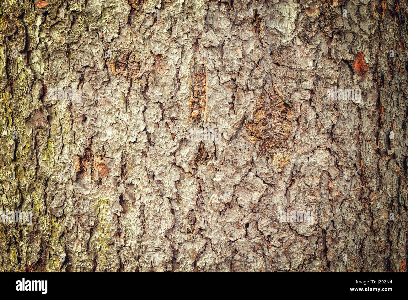 Baum-Rinde-Textur. Oberfläche des alten Baumstammes. Stockfoto