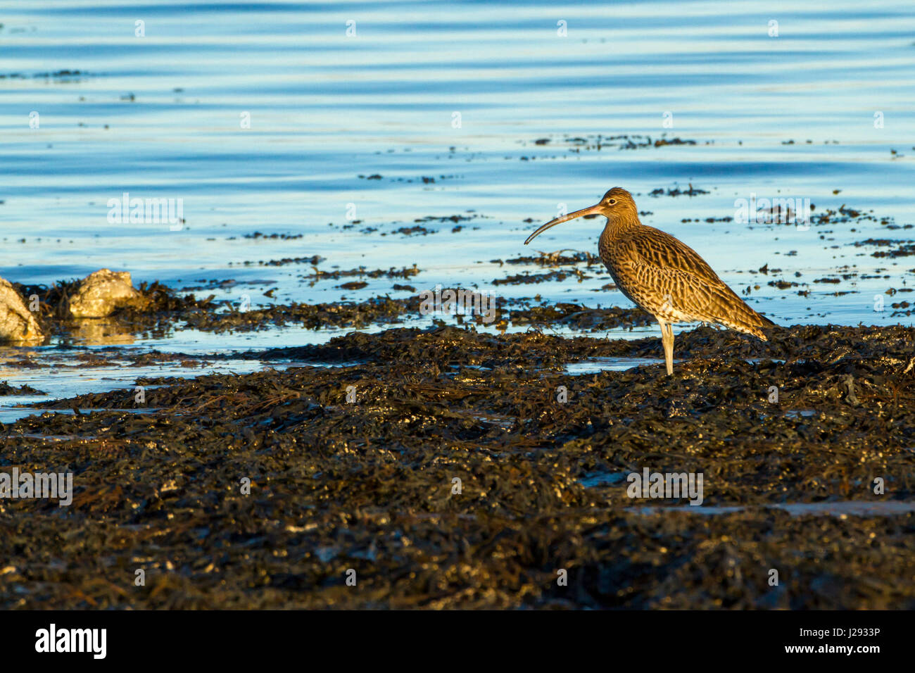 Curlew  Erwachsener  Fütterung von Seewed am Ufer, mit Futter in Bill  Winter  Anglesey, Wales, UK Stockfoto