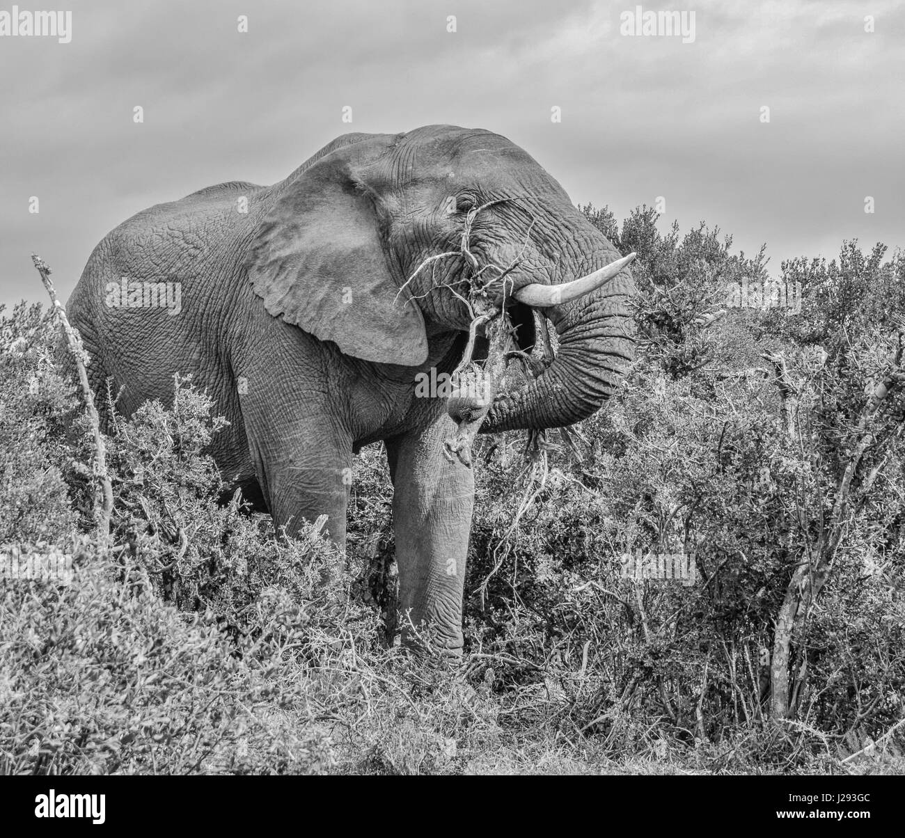 Einen afrikanischen Elefanten essen Wurzeln in der Eastern Cape, Südafrika Stockfoto