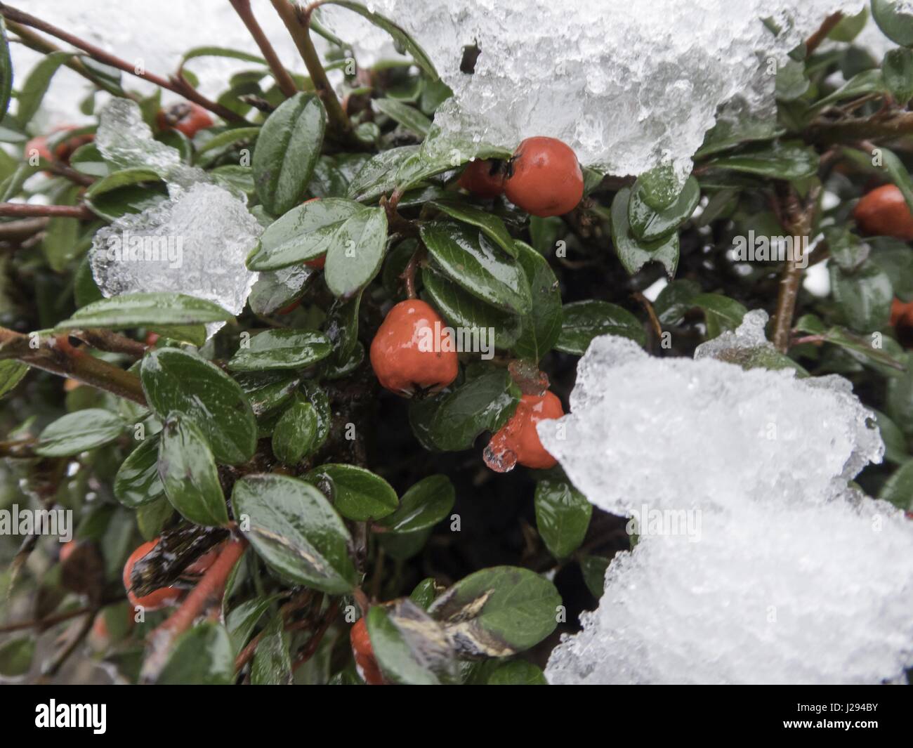 Berberis-Beeren im Schnee, Januar 2017 | weltweite Nutzung Stockfoto