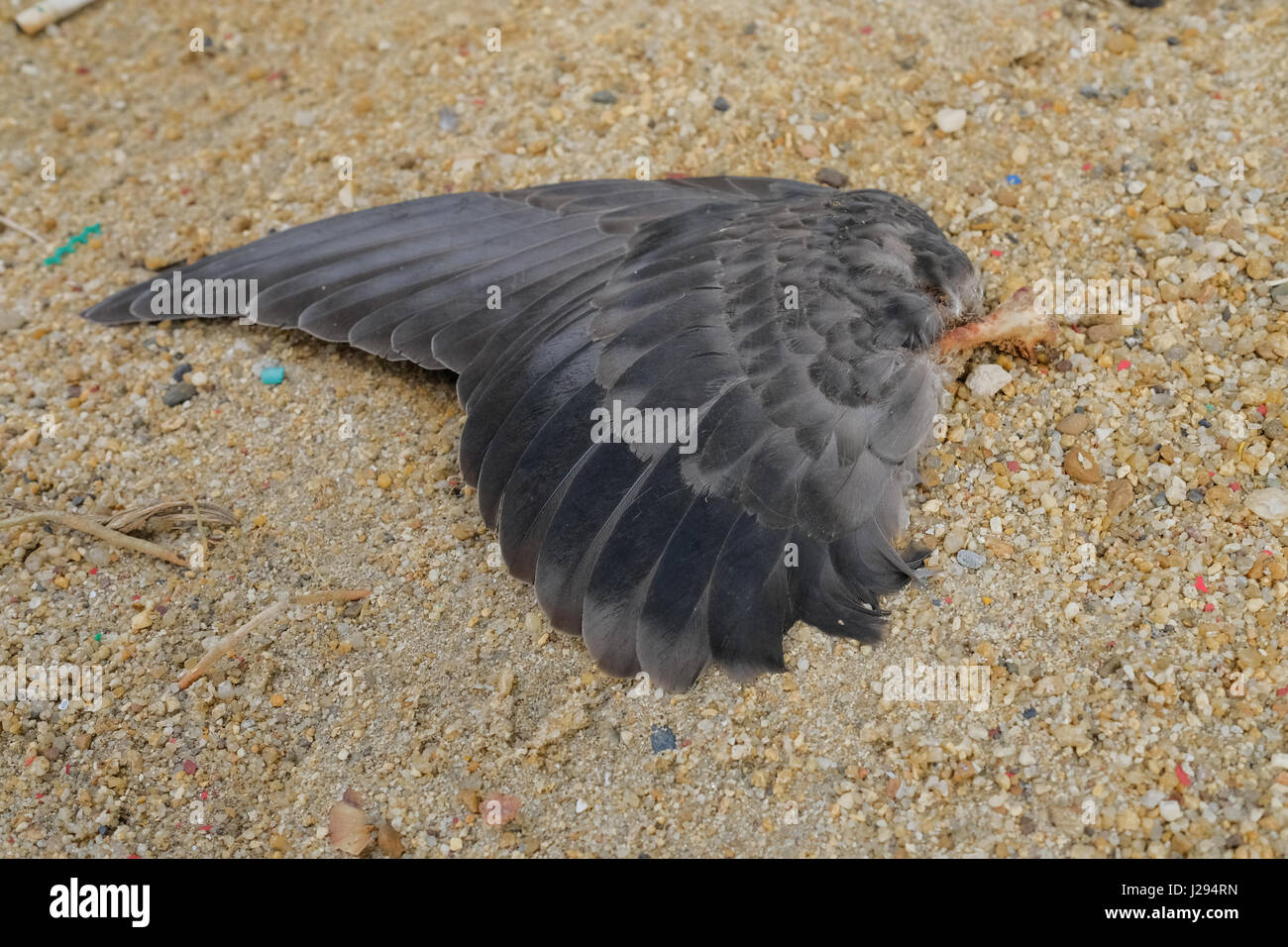 Sterben Sie Taube Flügel am Boden. (Tiefenschärfe Stockfotografie Alamy