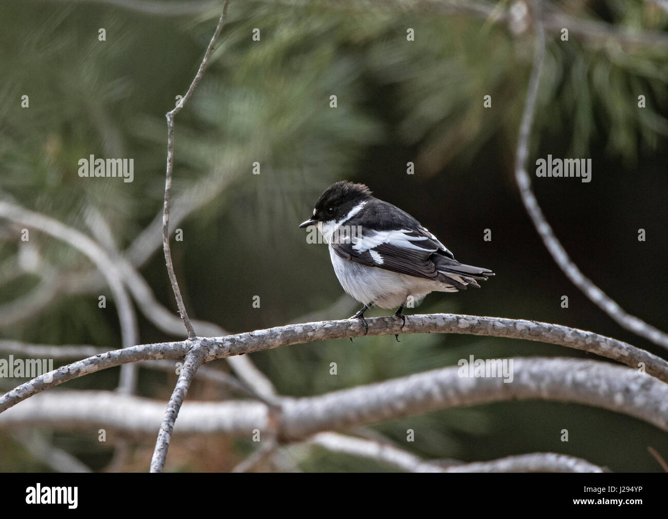 Männliche Semi collared Flycatcher Ficedula Semiforquata über Migration in Zypern März Stockfoto