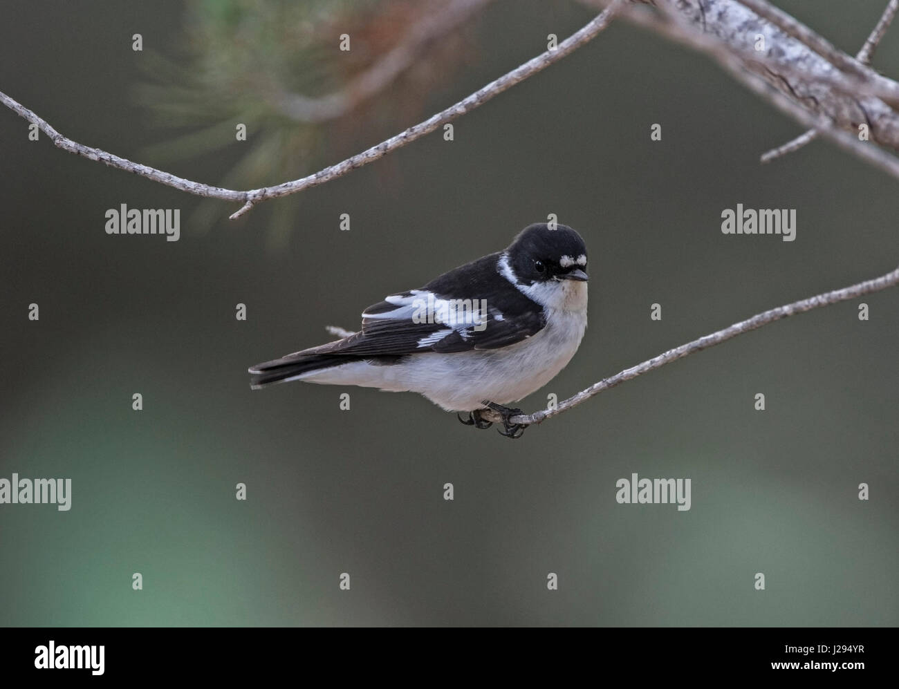 Männliche Semi collared Flycatcher Ficedula Semiforquata über Migration in Zypern März Stockfoto