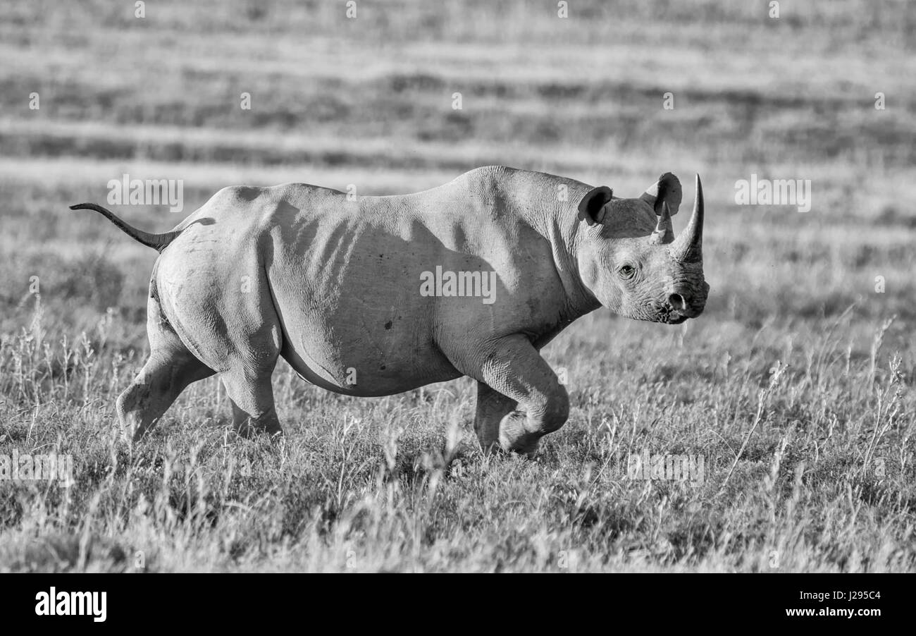 Ein einsamer Erwachsenen Spitzmaulnashorn in Grünland im südlichen Afrika Stockfoto