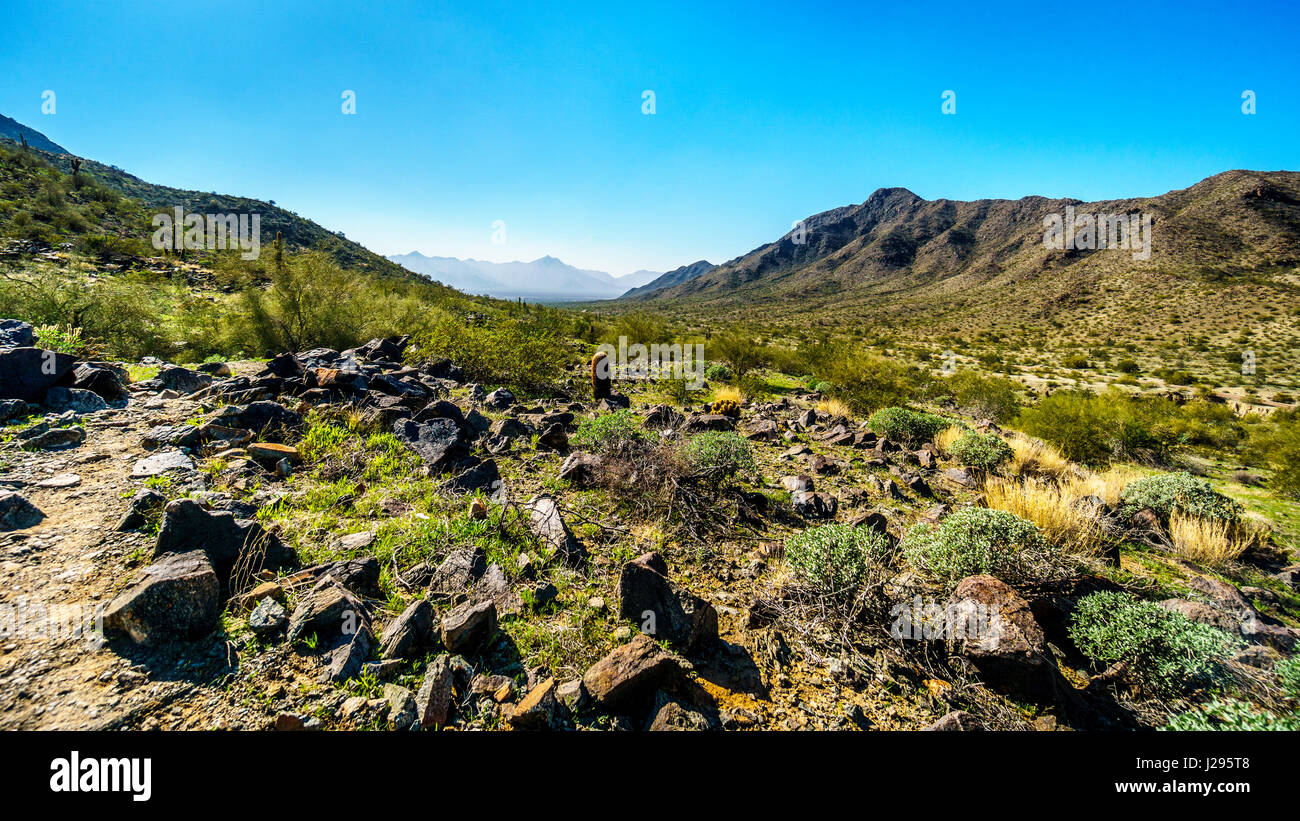 Eine schöne leichte Wanderung in die attraktive Wildnis und Wüste Landschaft von South Mountain Park in Phoenix Arizona Stockfoto