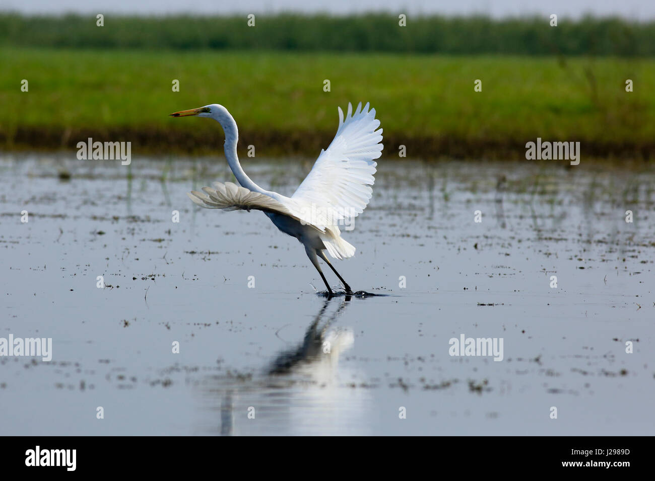 Silberreiher am Tanguar Haor auch Tangua Haor genannt. Es ist ein einzigartiges Feuchtgebiet-Ökosystem. Sunamganj, Bangladesch. Stockfoto