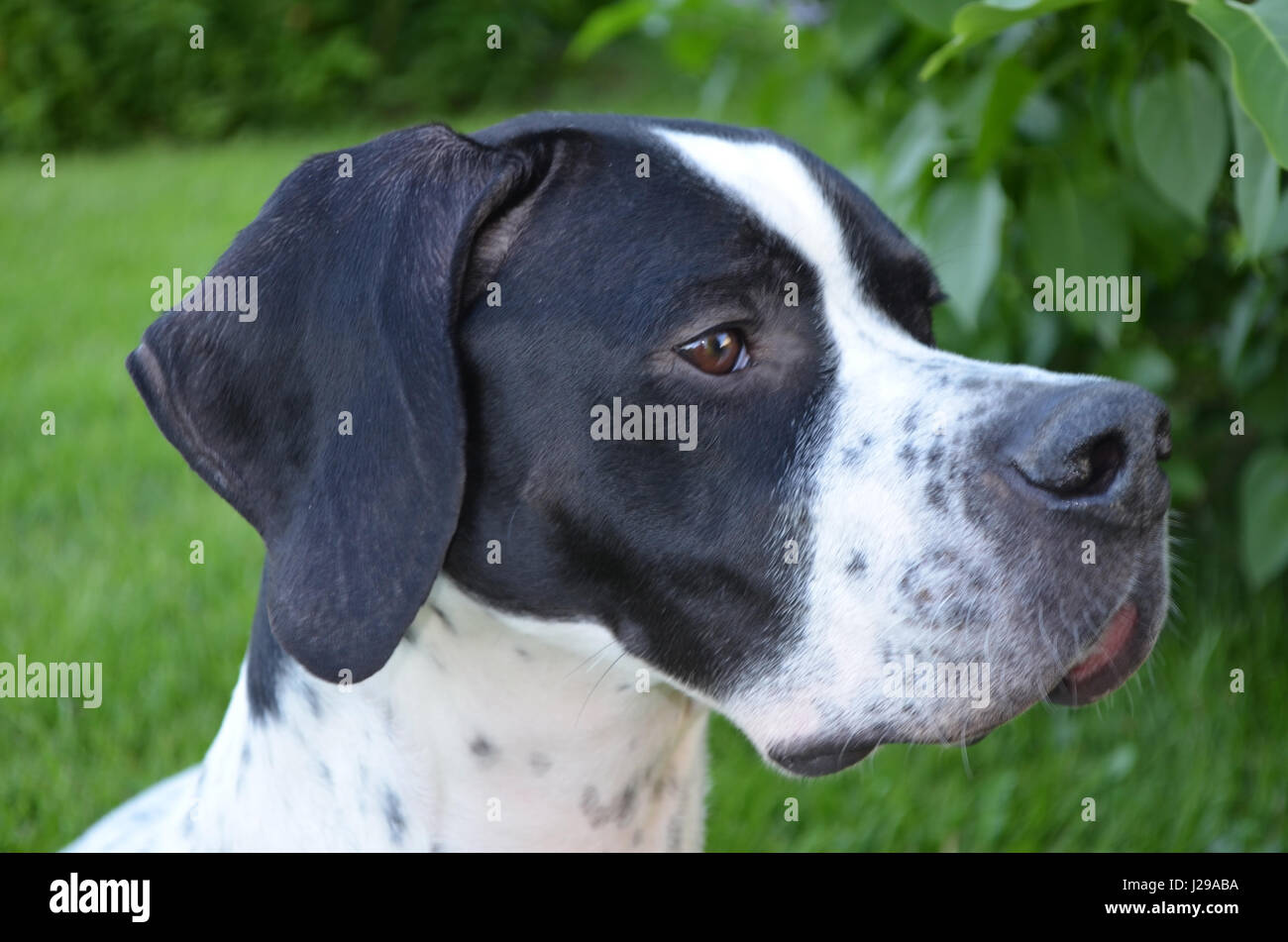 Englischer Pointer Hund Kopf Porträt Stockfoto, Bild 139117982 Alamy