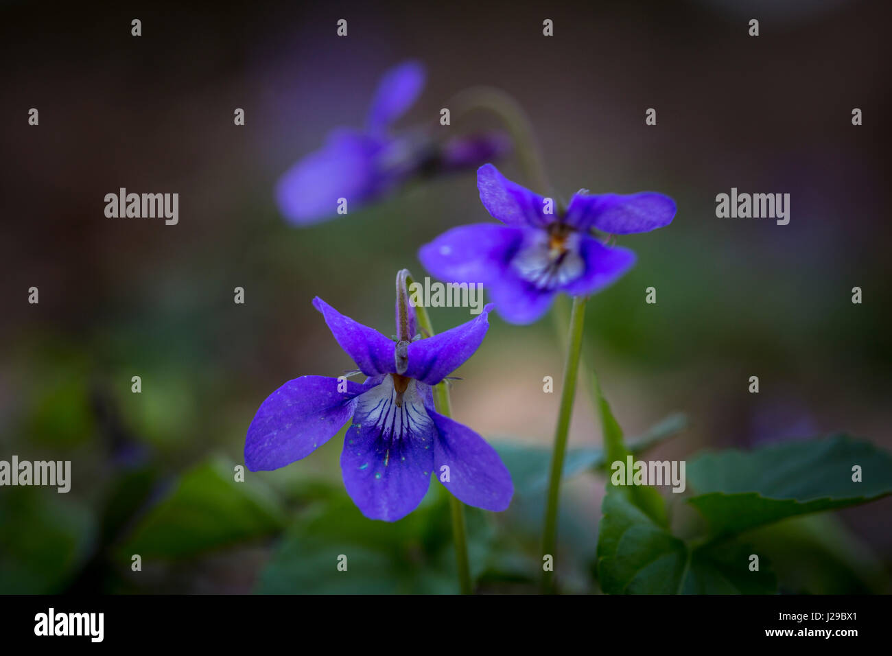 Veilchen, Viola Riviniana, in die Landschaft von Suffolk. Stockfoto