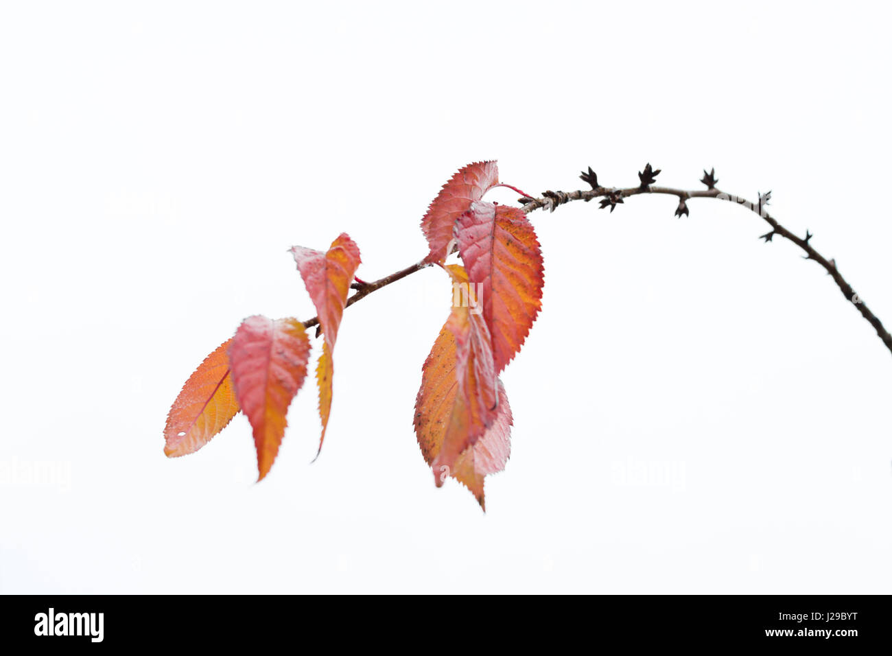 Blätter im Herbst noch auf Cherry brunch 3. Stockfoto