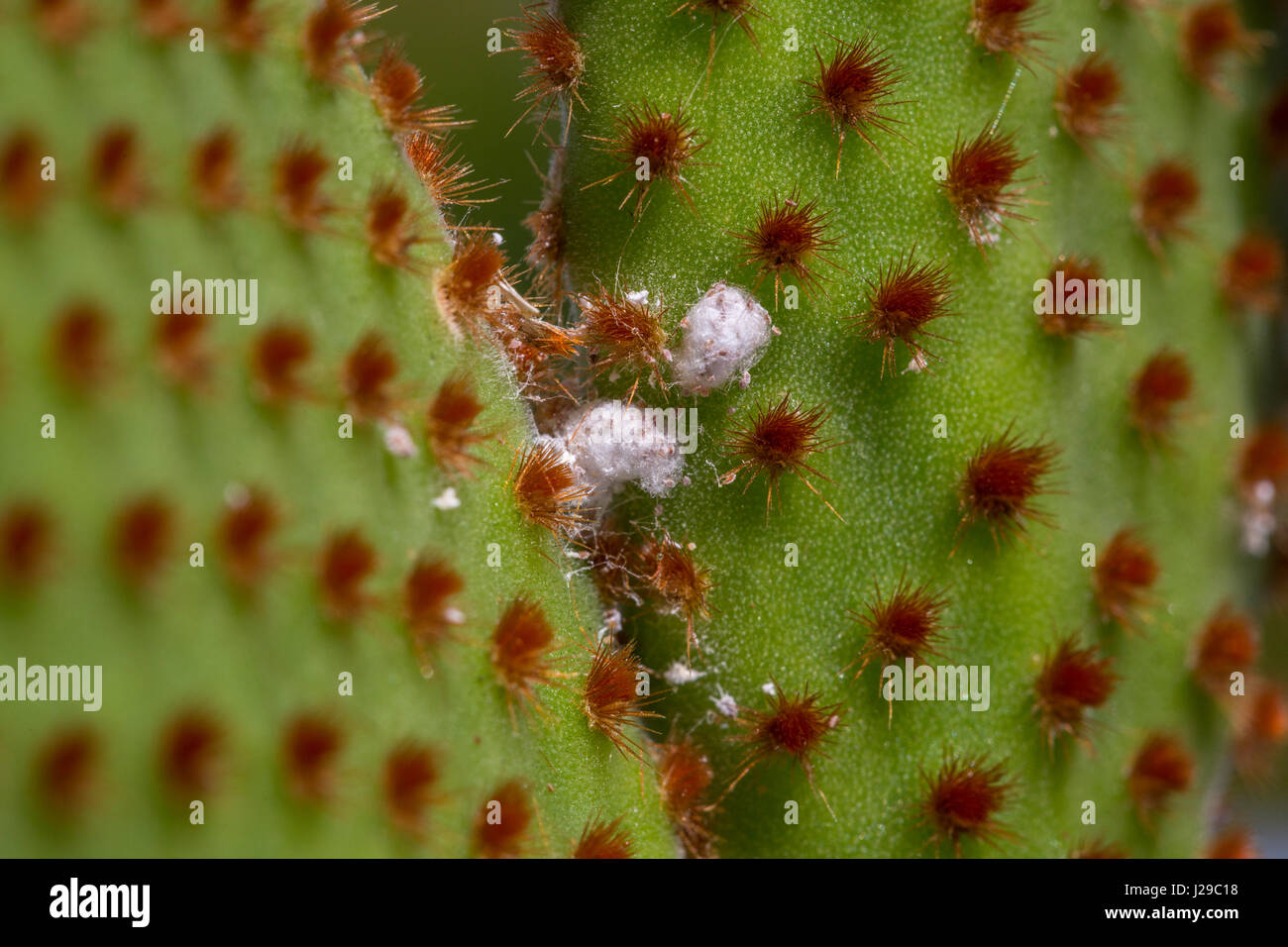 Kaktus infektion -Fotos und -Bildmaterial in hoher Auflsung  Alamy
