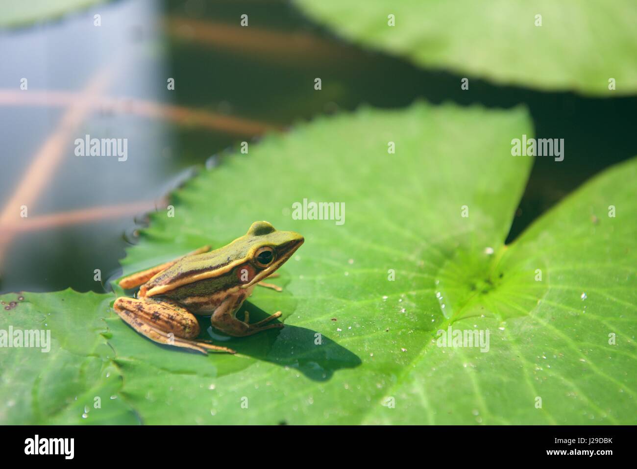 Die grünen Grasfrosch (Rana Saccharopolyspora) auf ein Seerosenblatt in einem Teich in Langkawi, Malaysia. Auch bekannt als Green Paddy Frog. Stockfoto