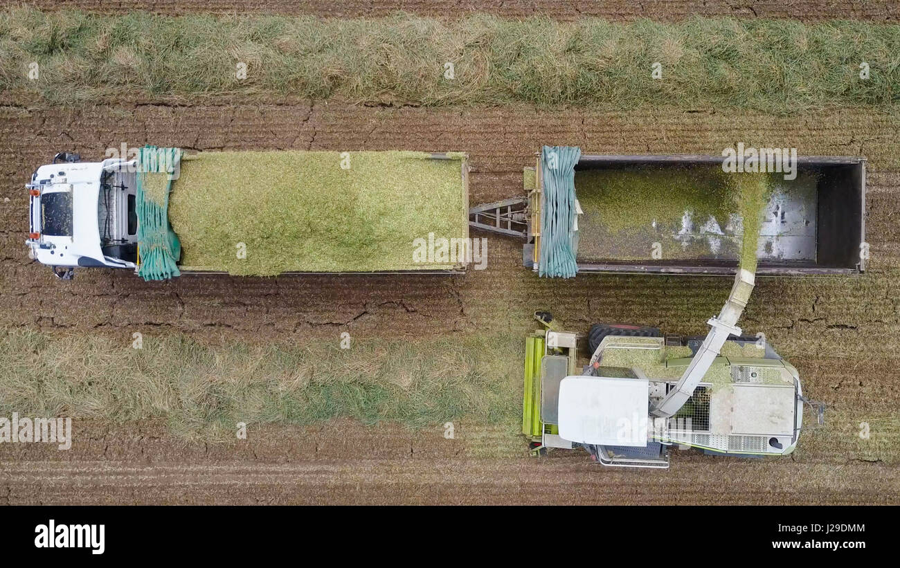 Kombinieren Sie ernten eine grüne Feld und entlädt Weizen auf einen Doppel-Anhänger-LKW - Top-down-Luftaufnahmen Stockfoto