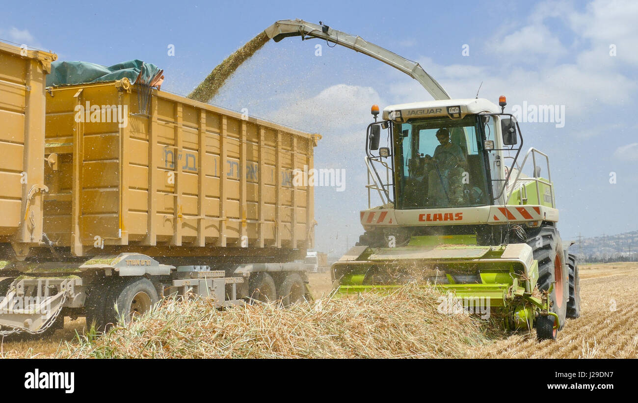 Kombinieren Sie ernten eine grüne Feld und entlädt Weizen für Silage auf eine doppelte Sattelzug Stockfoto