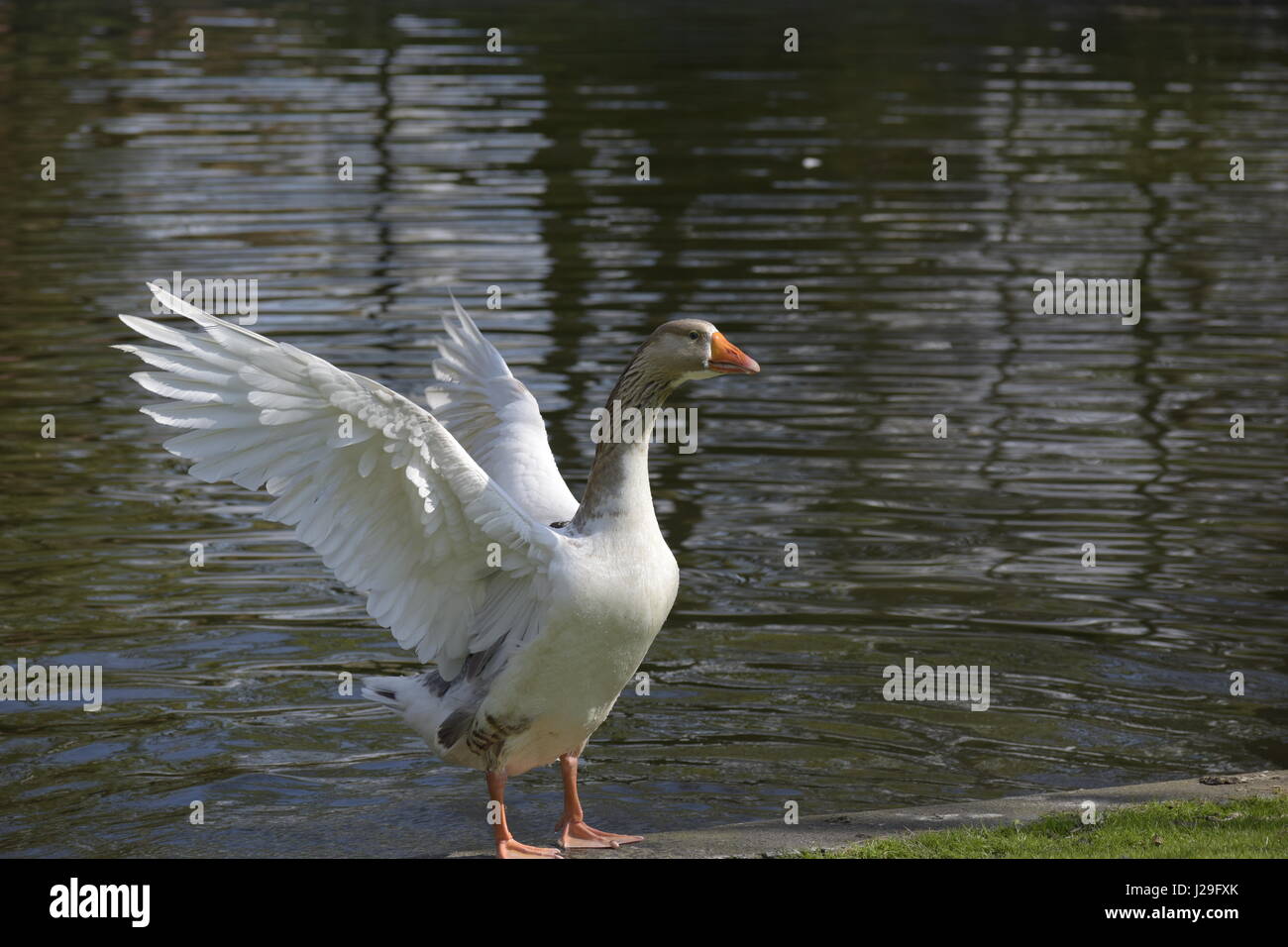 Gas weiße Gans Flügel Oie Blanche Ailes Deployées Gans Flügelhornist Oca Gacho Tierpark Park Soleil Sonne Flügel Étang Stute Teiche stolz Natur Stockfoto