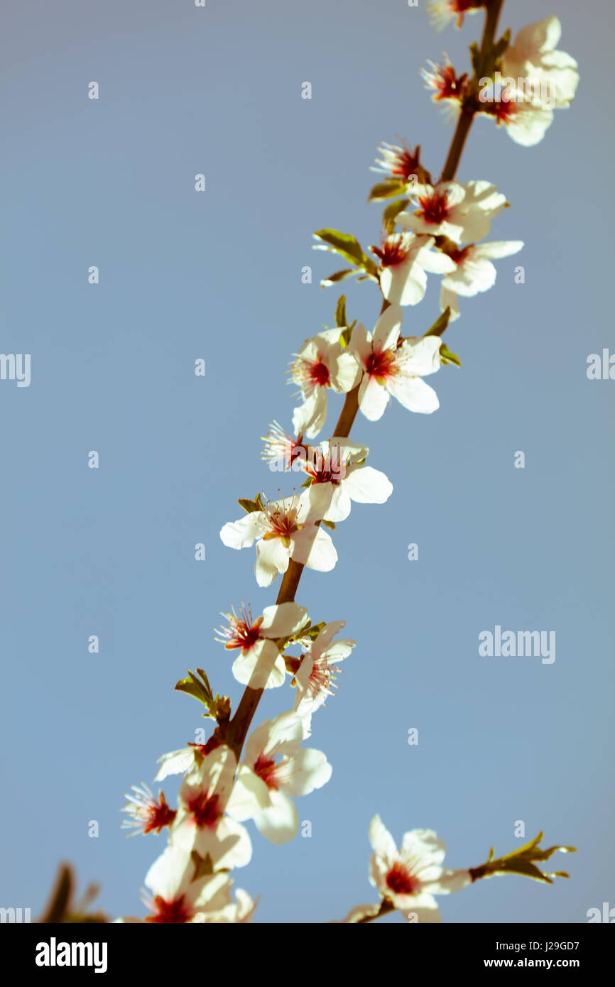 Mandelblüte Stockfoto