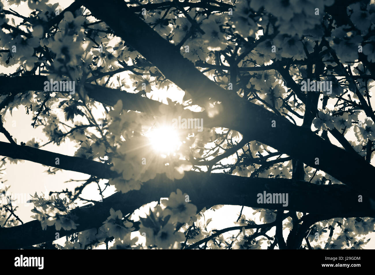 Mandelblüte Stockfoto