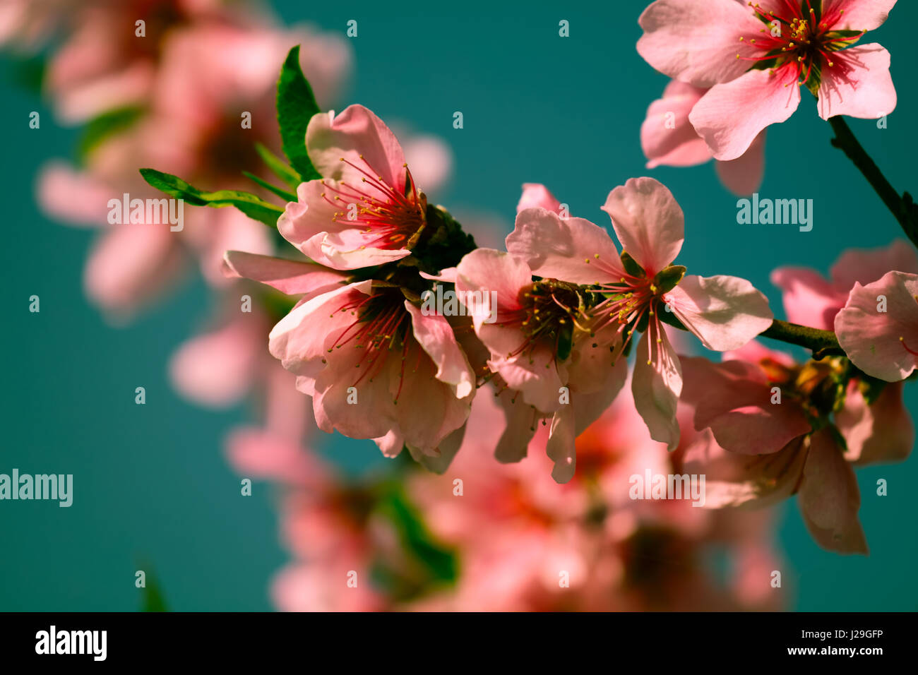 Mandelblüte Stockfoto