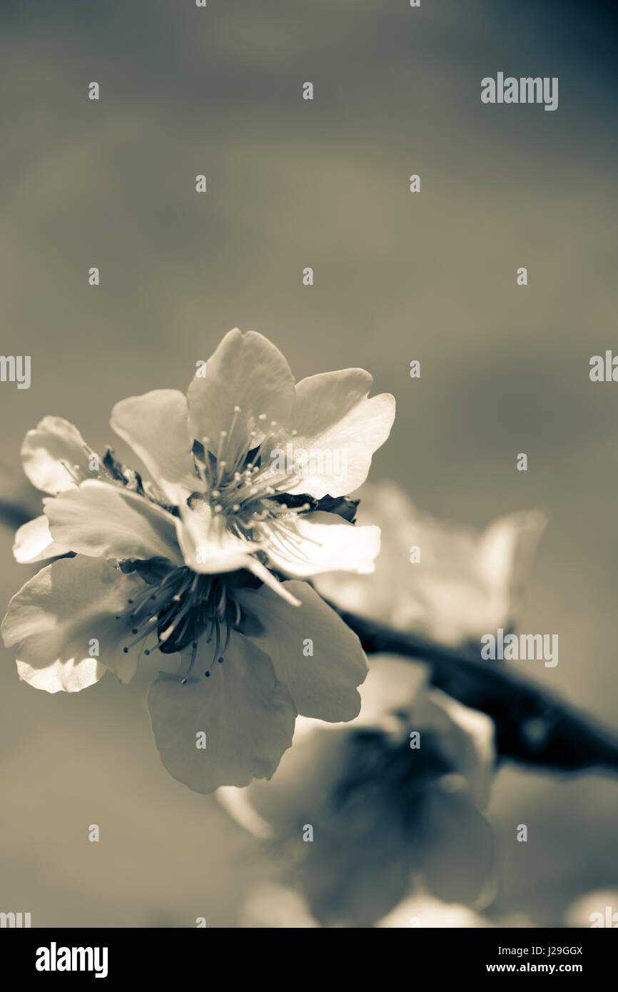 Mandelblüte Stockfoto