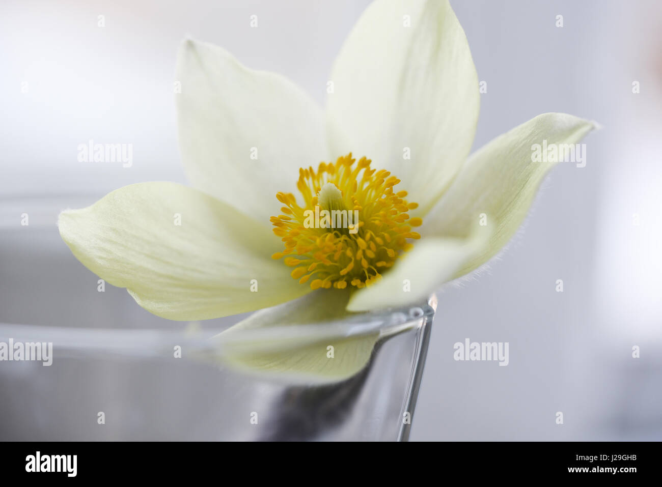 Schneeglöckchen blühen an weisse Studio Schnee, Weichzeichner, perfekt für Postkarte Stockfoto