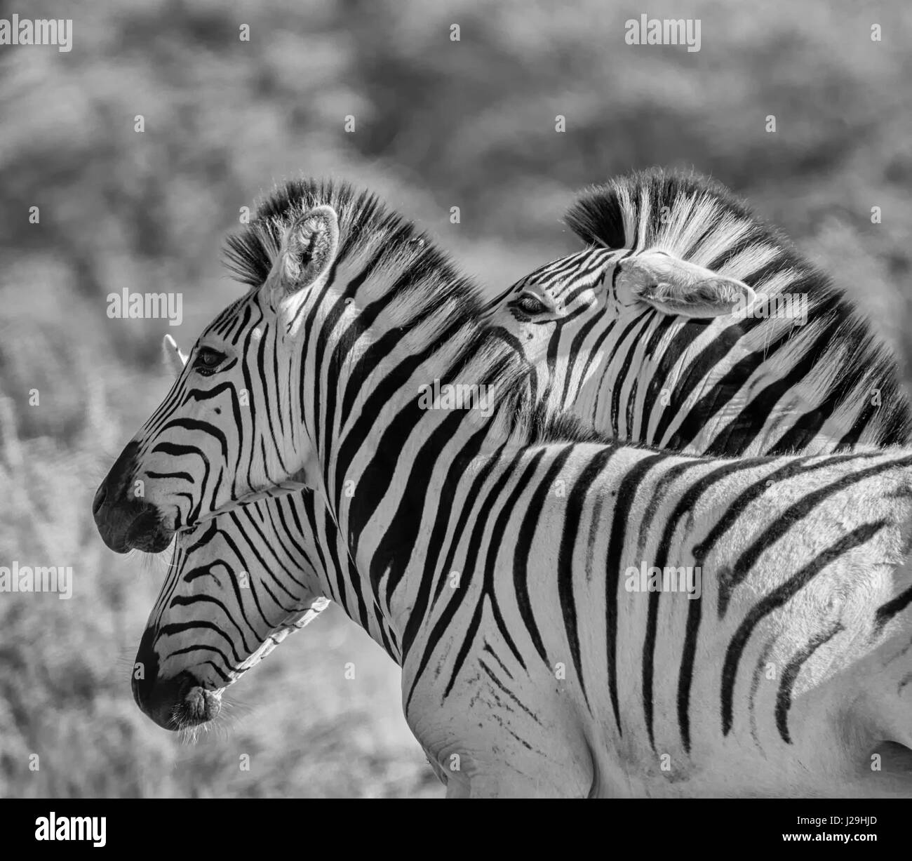 Burchell Zebra Familiengruppe im südlichen afrikanischen Savanne Stockfoto