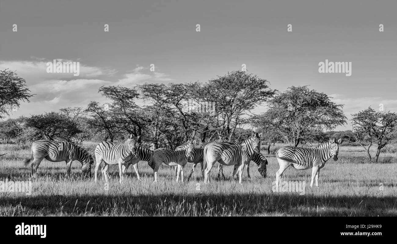 Burchell Zebra Familiengruppe im südlichen afrikanischen Savanne Stockfoto
