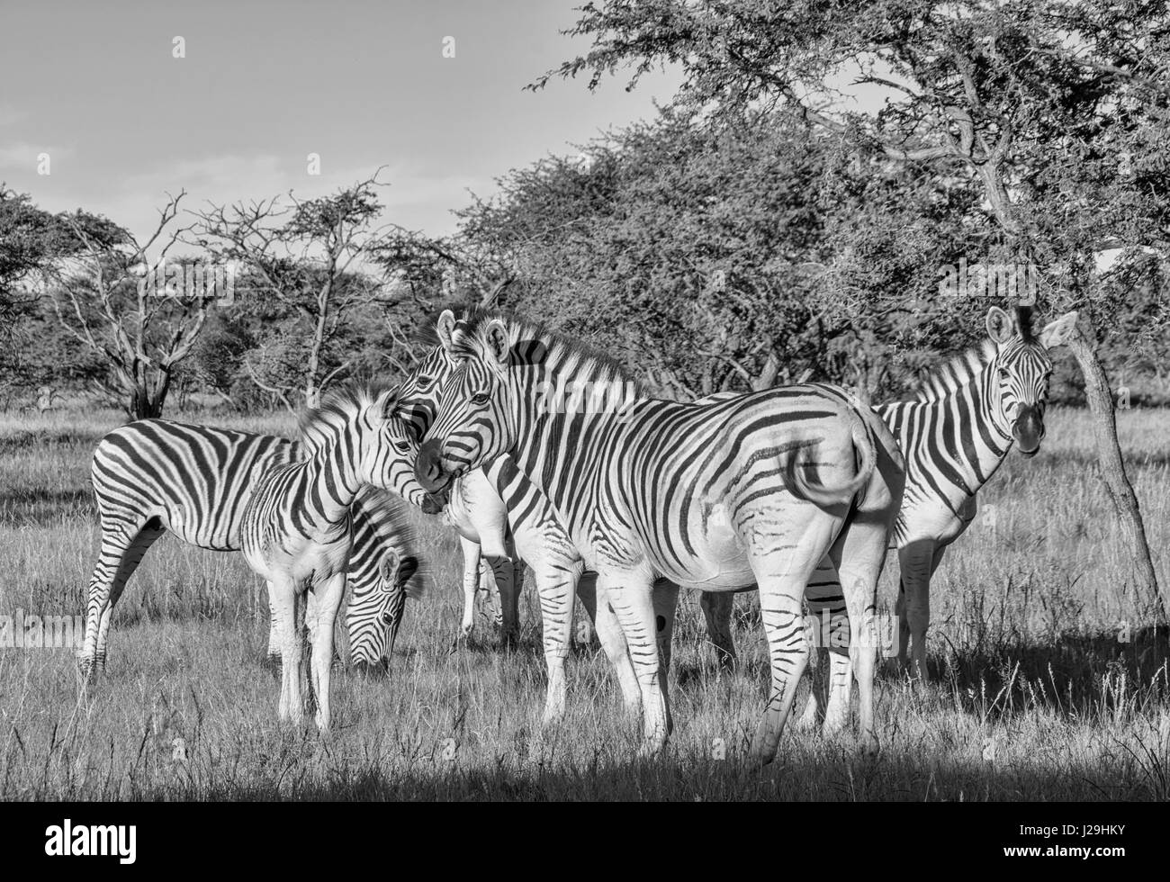 Burchell Zebra Familiengruppe im südlichen afrikanischen Savanne Stockfoto
