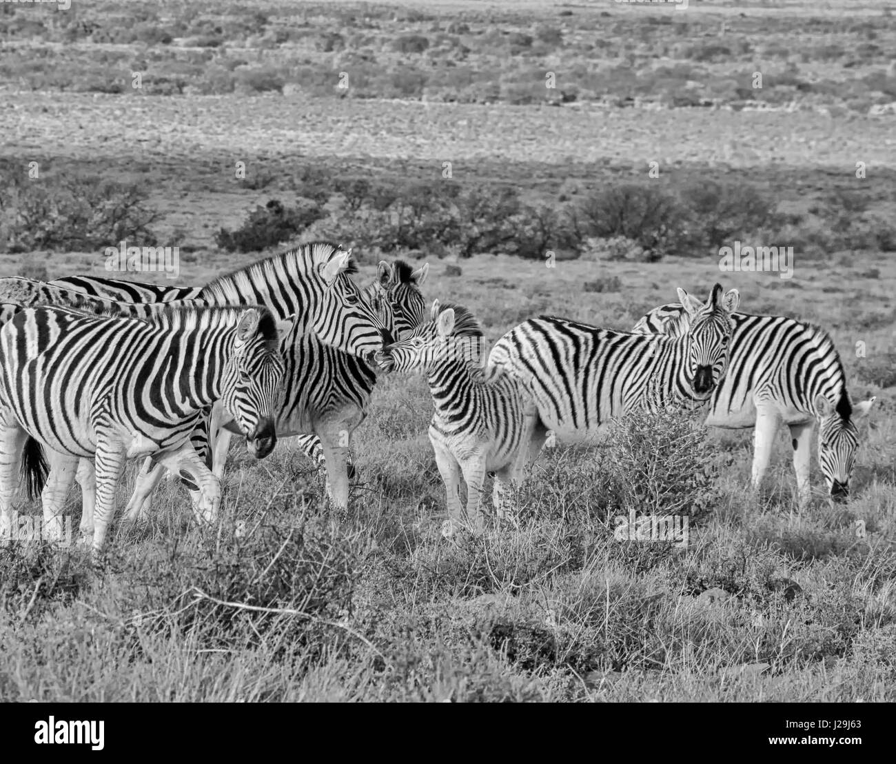 Eine junge Burchell-Zebra immer mit seiner Mutter lippy Stockfoto
