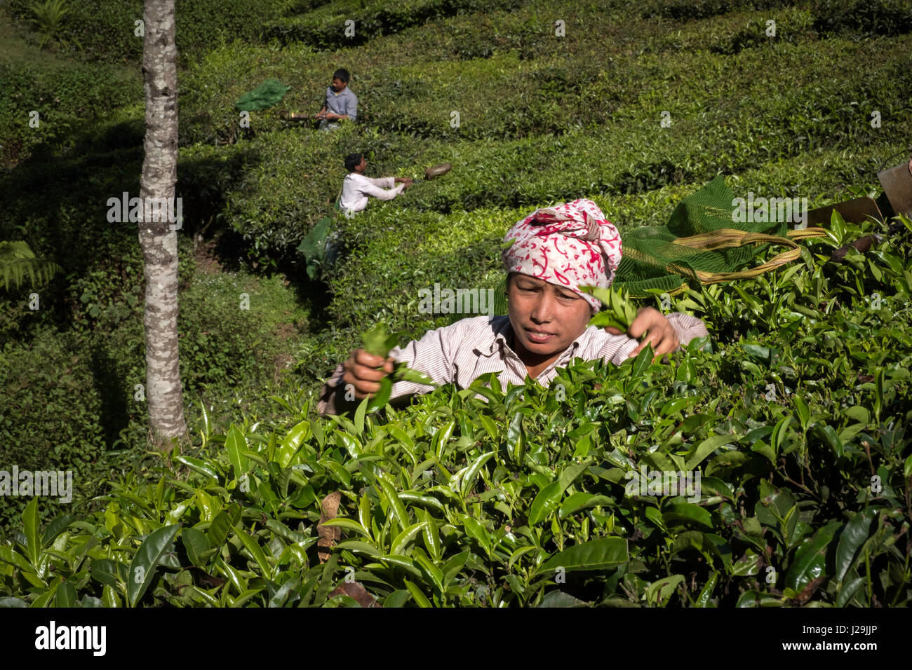 Teeernte auf den Hügel-Plantagen in der Nähe der Stadt Munnar Stockfoto