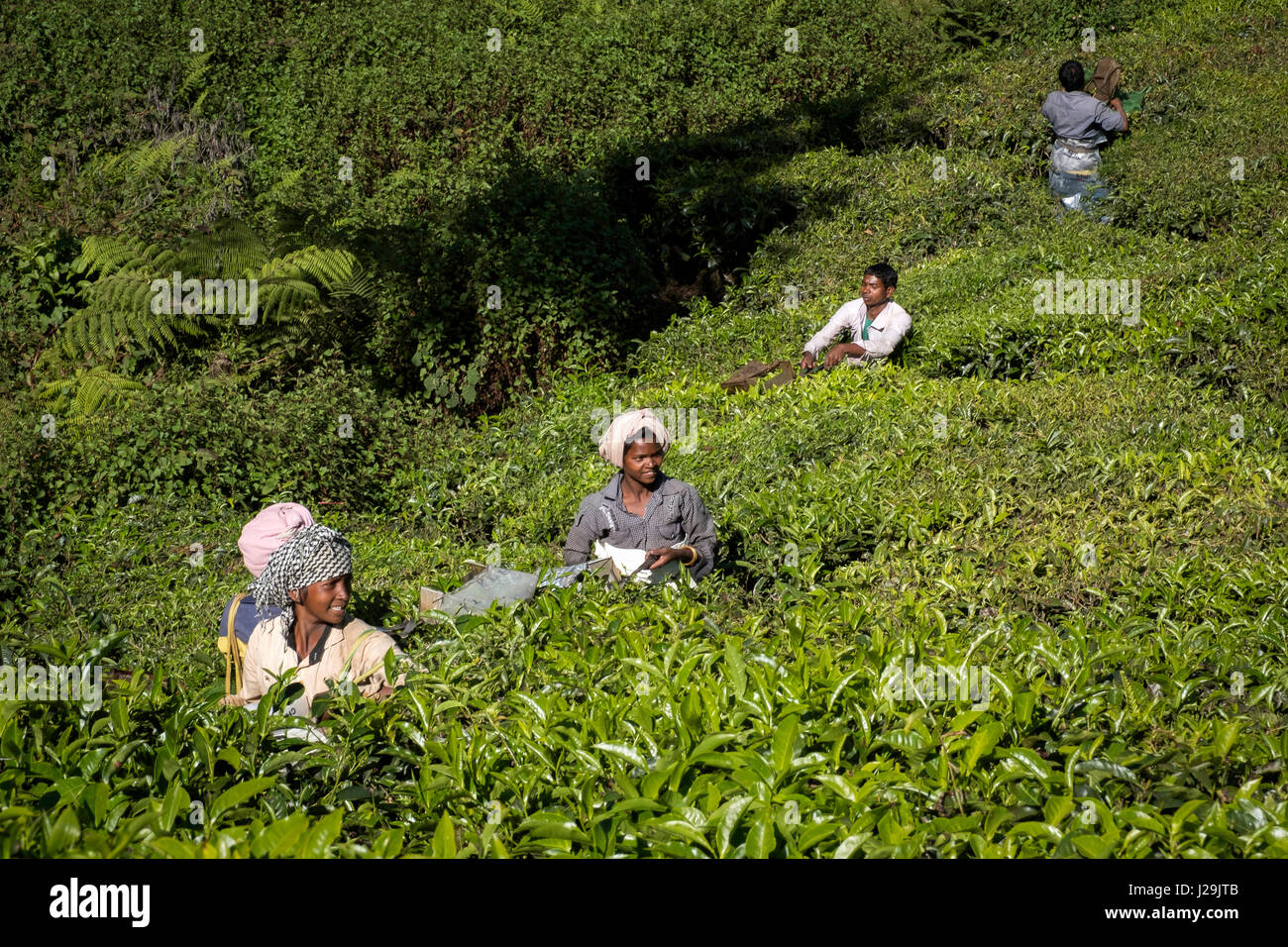Teeernte auf den Hügel-Plantagen in der Nähe der Stadt Munnar Stockfoto