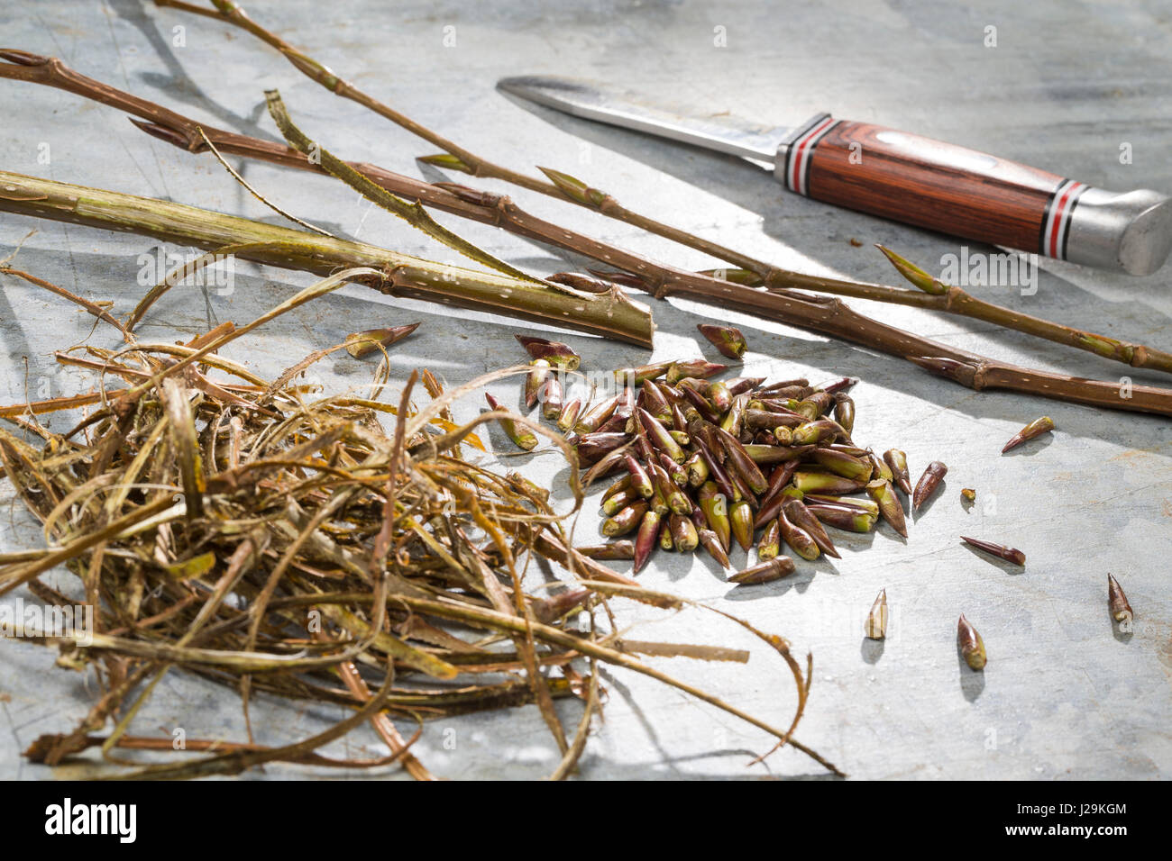 Balsampappel, Balsam-Pappel, Knospen, Knospe, Rinde, Borke, Populus Balsamifera, Populus Tacamahaca, Balsam-Pappel, Bam, Bamtree, östlichen Balsam-Popla Stockfoto