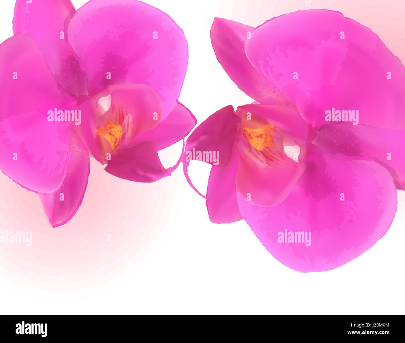 Naturalistische schöne bunte rosa Orchid.Vector Illustration. Stock Vektor