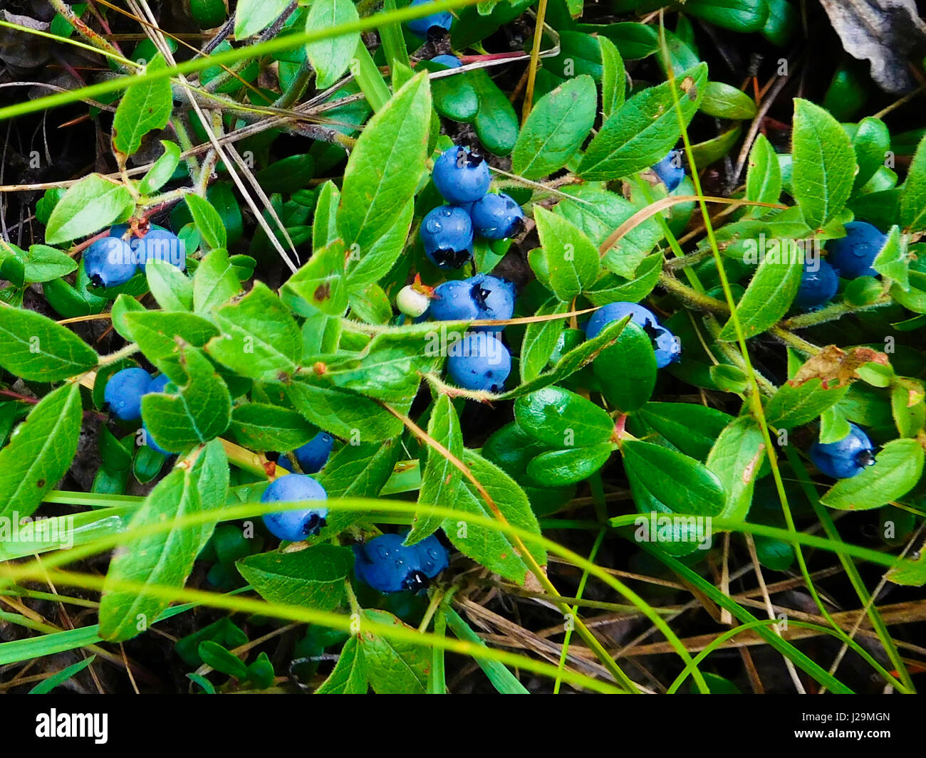 Wilde lowbush blaubeeren -Fotos und -Bildmaterial in hoher Auflösung ...