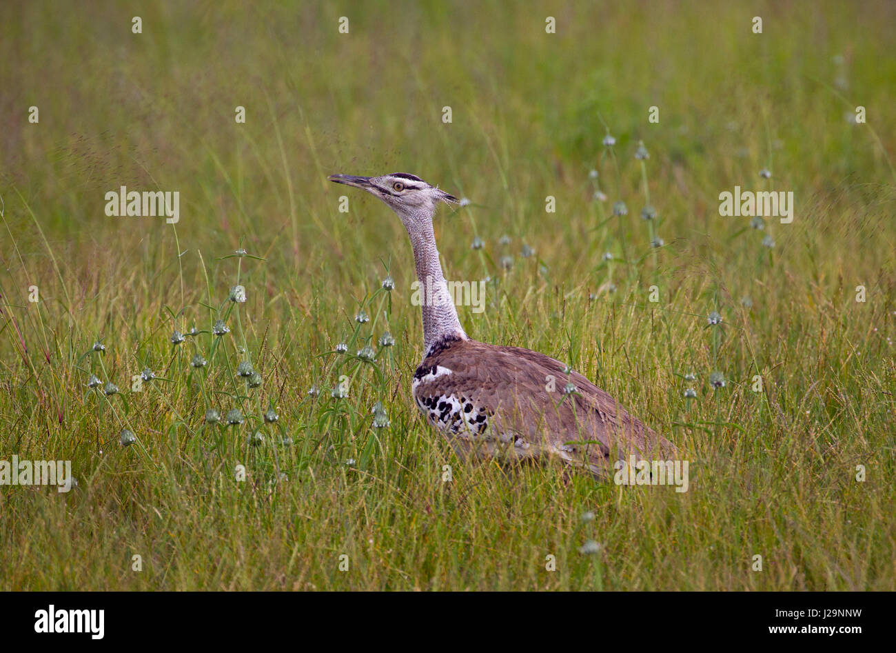 Kori Bustard Ardeotis Kori Namibia März Stockfoto
