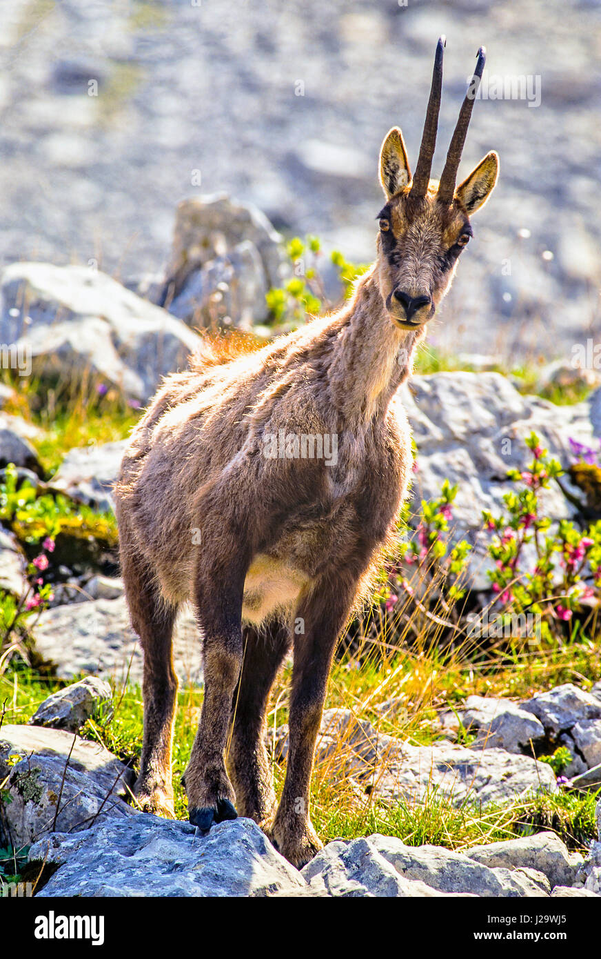 AbruzzenNationalpark der Abruzzen Gämse der Abruzzen Stockfotografie